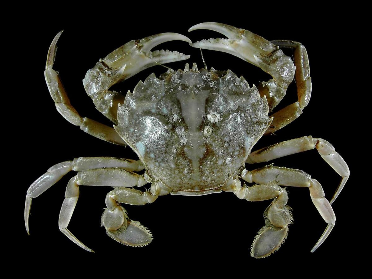 50 Surprising Crab Facts That You Never Knew About