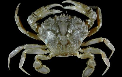 19 Surprising Imitation Crab Nutrition Facts 