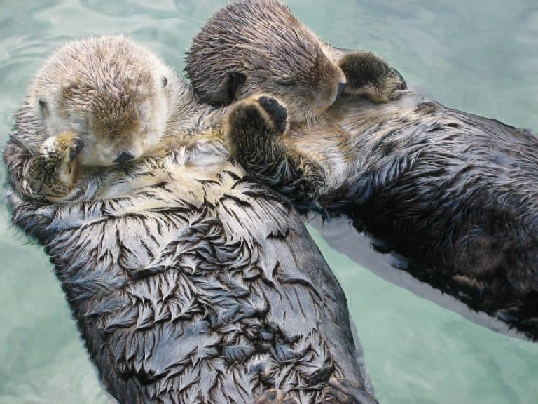 50 Irresistible Otter Facts That You Never Knew About