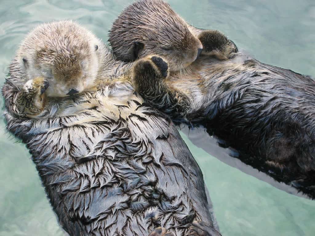 do otters have one mate for life