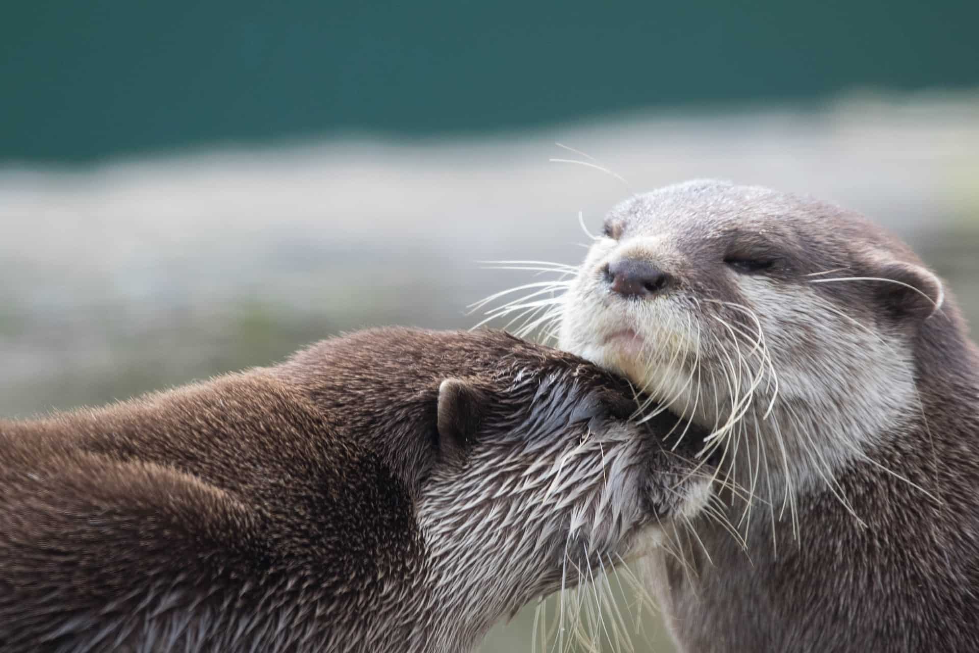 Mishka, 1st Sea Otter with Asthma, Learns to Use an Inhaler