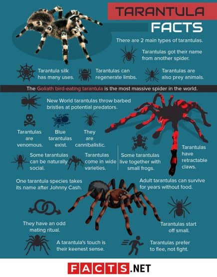 50 Thrilling Tarantula Facts That Are Too Big To Miss