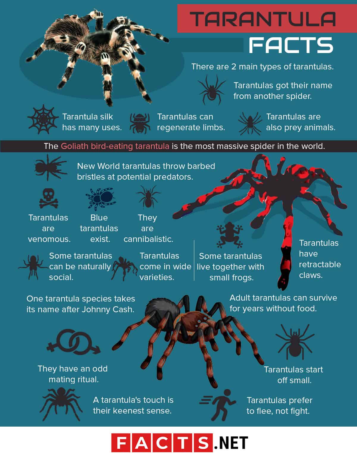 Thrilling Tarantula Facts That Are Too Big To Miss