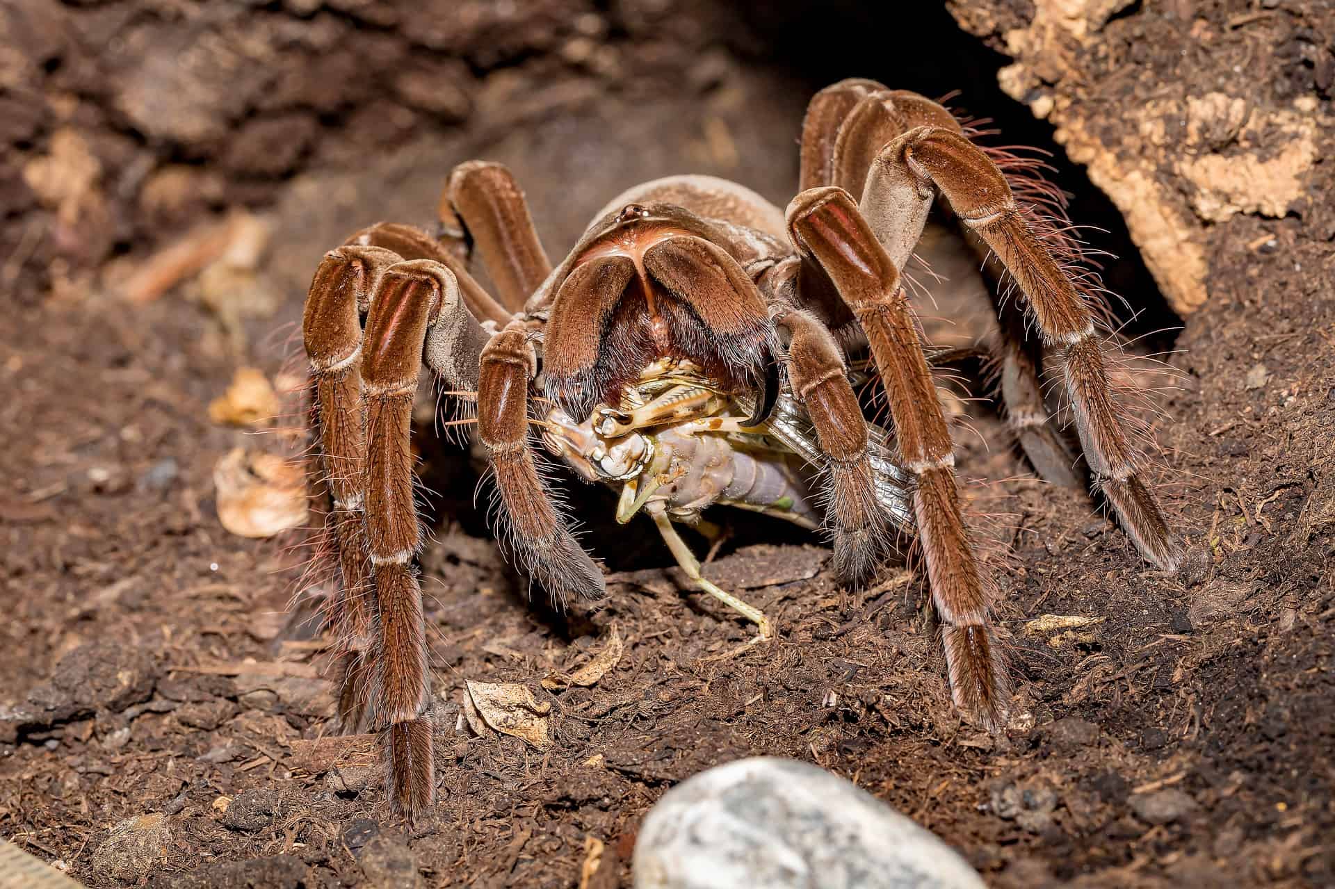 goliath bird eating tarantula on dinner plate