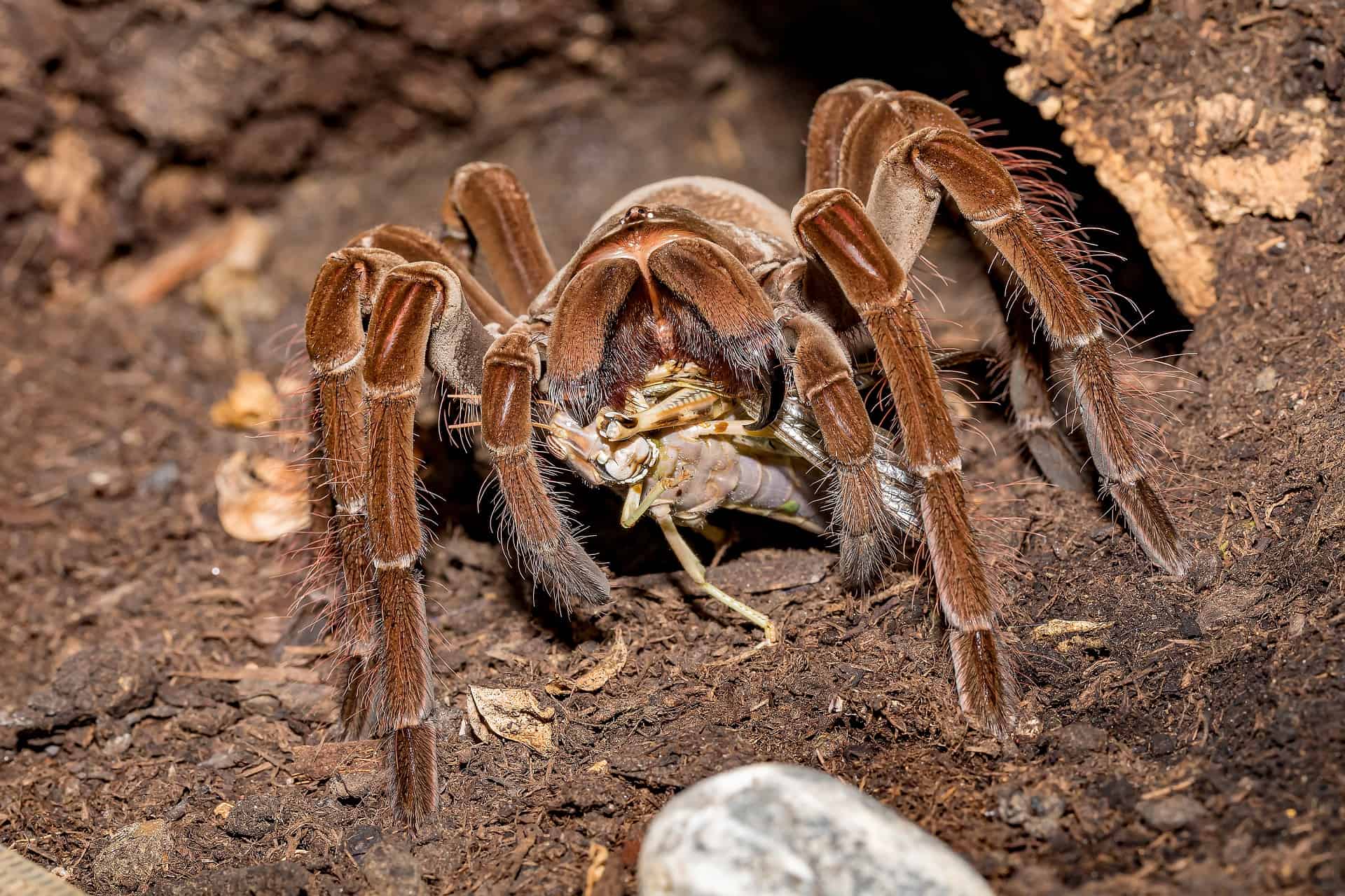 50 Thrilling Tarantula Facts That Are Too Big To Miss 50 Thrilling Tarantula Facts That Are Too Big To Miss