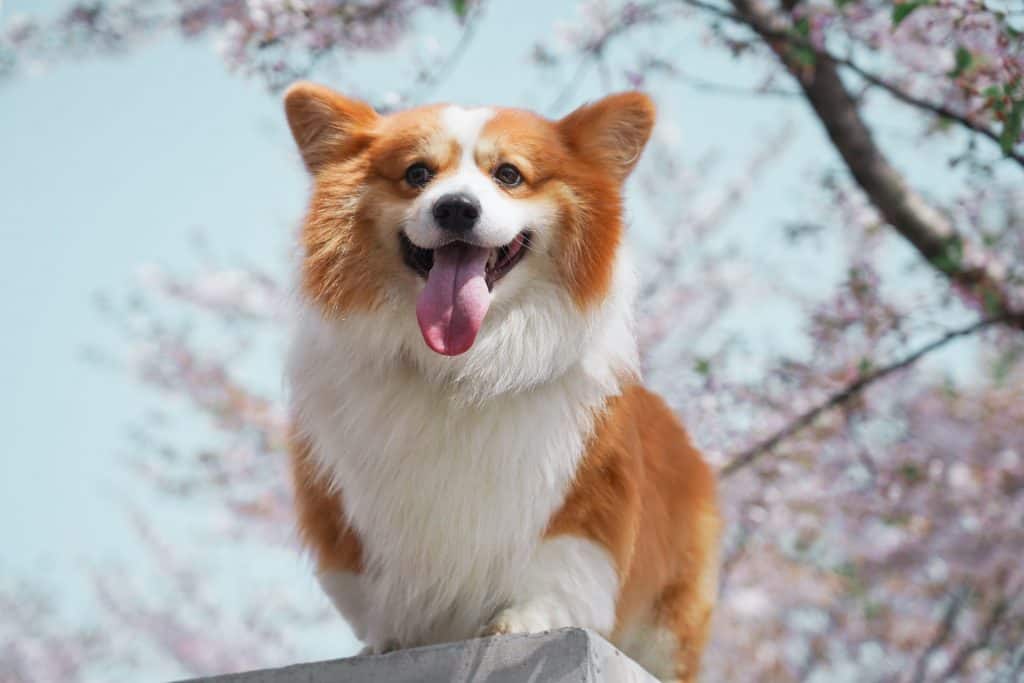 everything about corgis