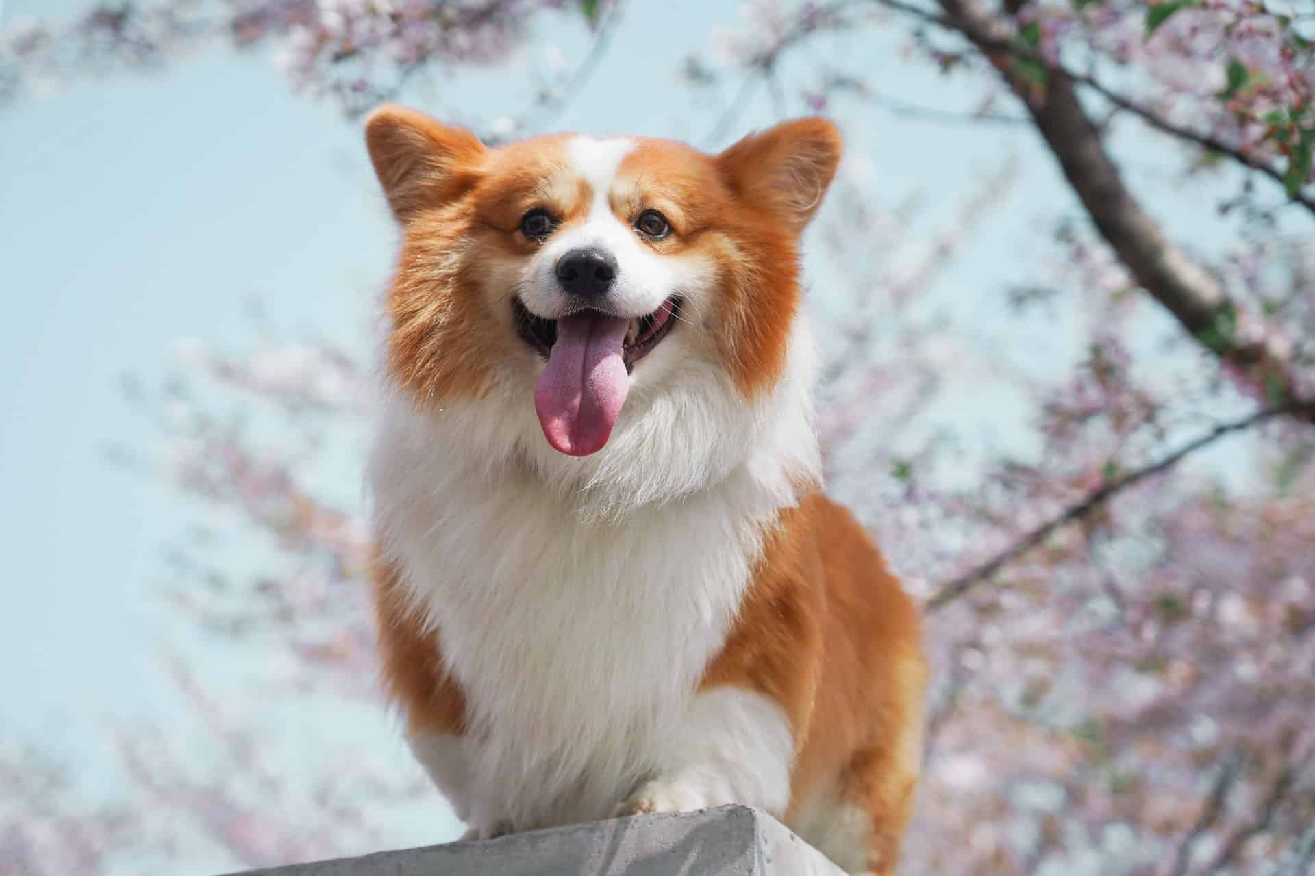 70 Interesting Corgi Facts That Will Steal Your Heart