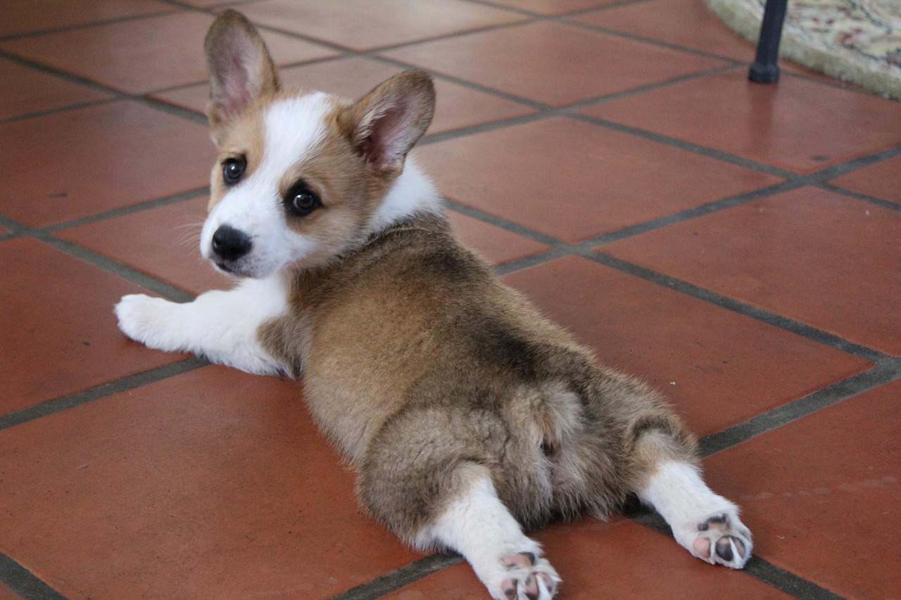 70 Interesting Corgi Facts That Will Steal Your Heart