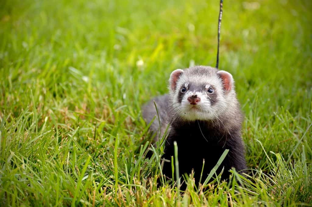 50 Adorable Ferret Facts That Might Just Make Your Day