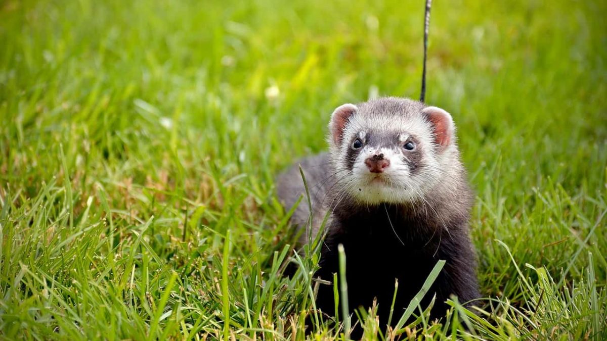 50 Adorable Ferret Facts That Might Just Make Your Day