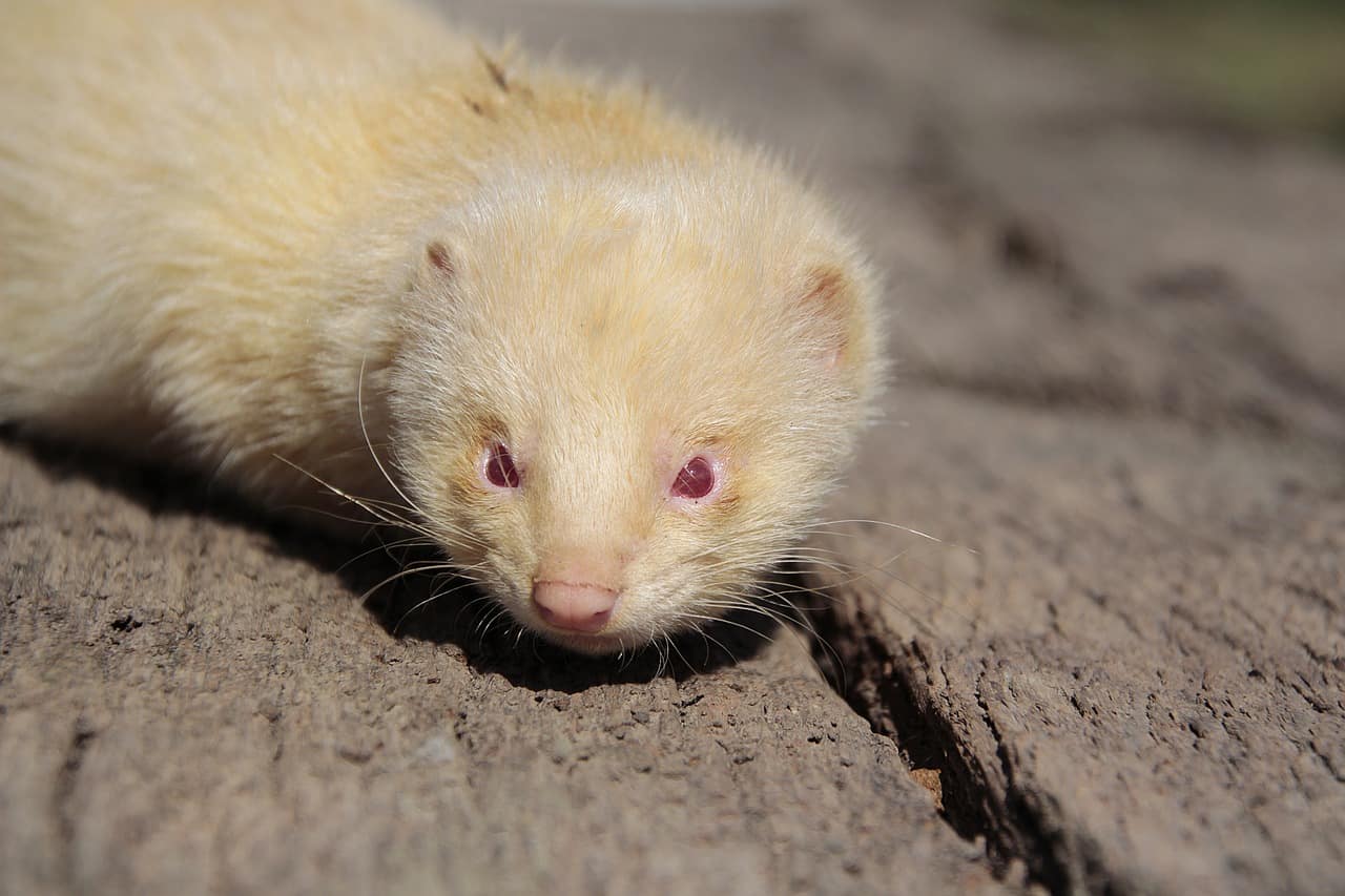 cool ferret