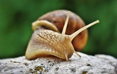 50 Cool Snail Facts That You Didnt Know Until Now
