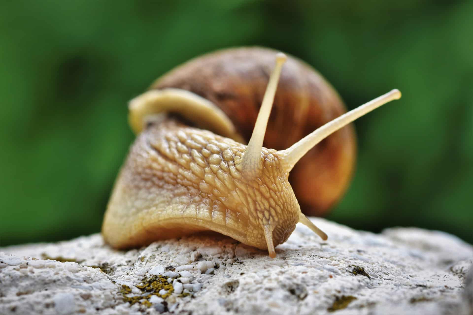 50 Cool Snail Facts That You Didn t Know Until Now