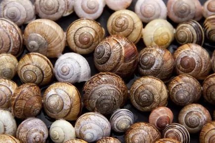 50 Cool Snail Facts That You Didn't Know Until Now