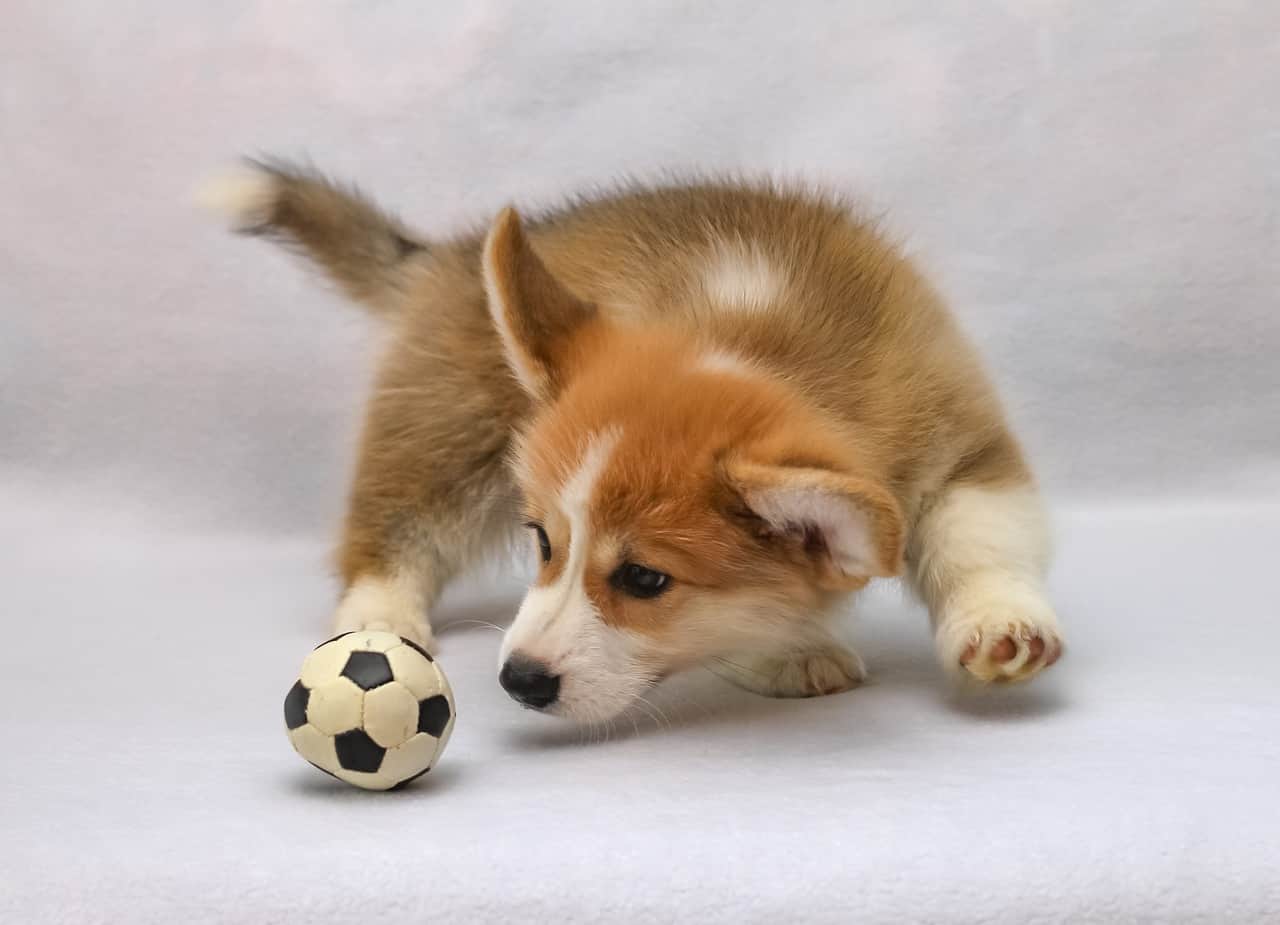 Adorable Corgi Siblings Look Like Fluffy Balls of Happiness