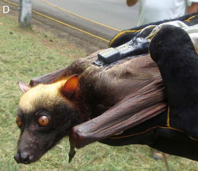 40 Giant Golden-Crowned Flying Fox Facts About The World’s Largest Bat ...