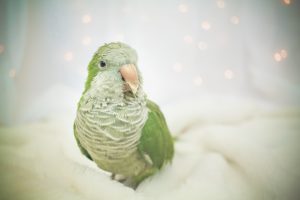 30 Quirky Facts About The Quaker Parrot 