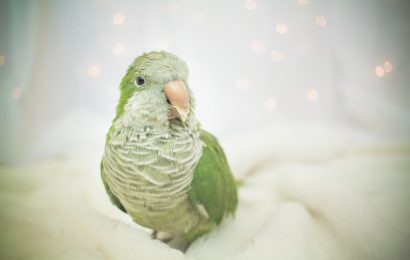 14 Fun Facts About Parrots, Science
