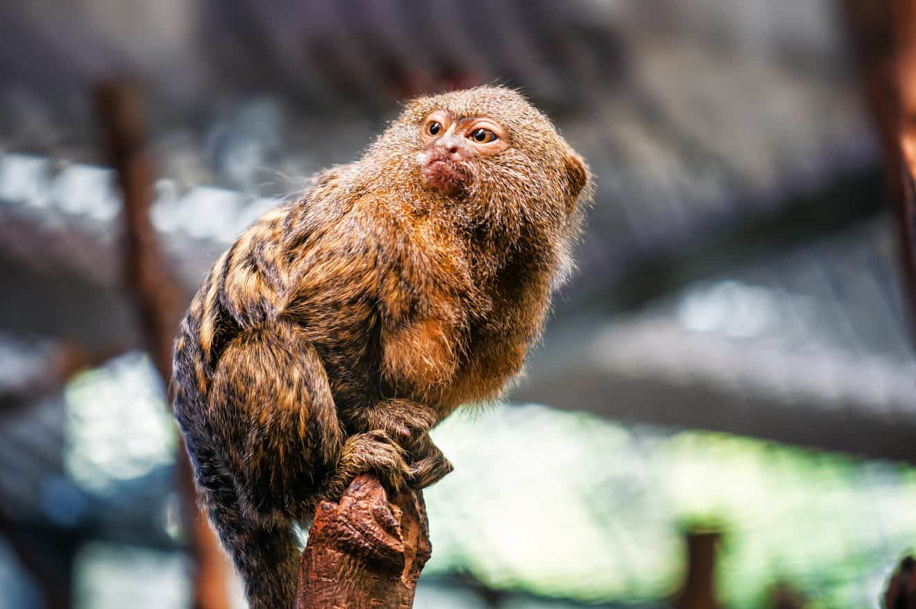 30-finger-monkey-facts-about-the-world-s-smallest-monkey-facts