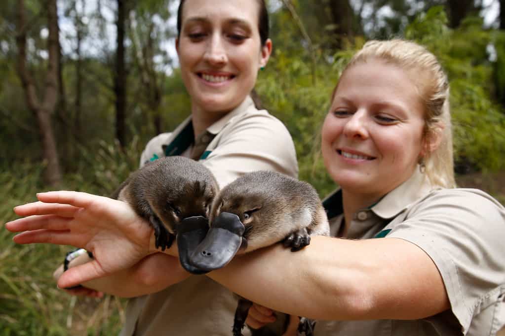 Baby Platypus, Duck-billed Platypus, Captive Platypus