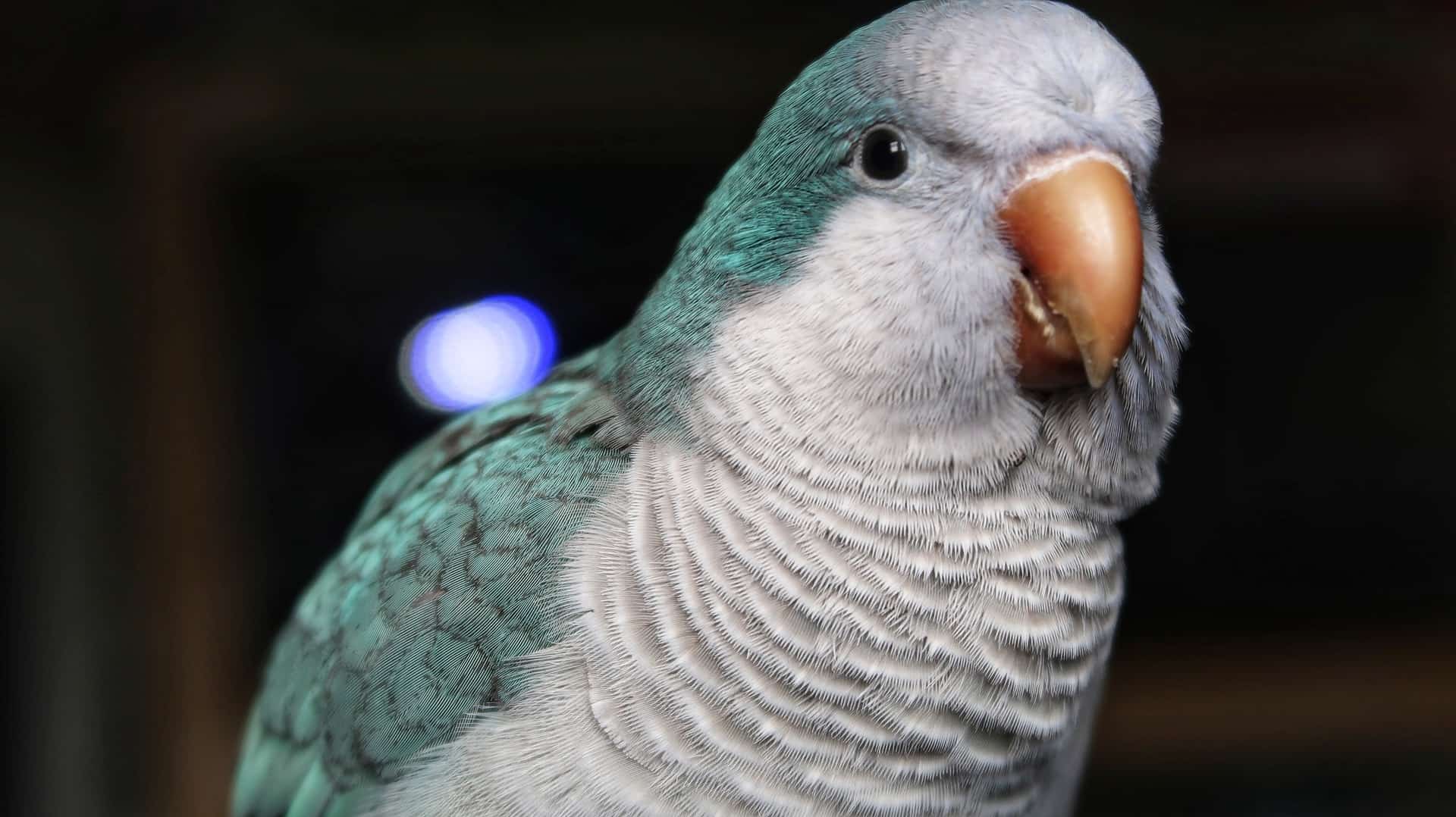 Quaker Parrot Pet