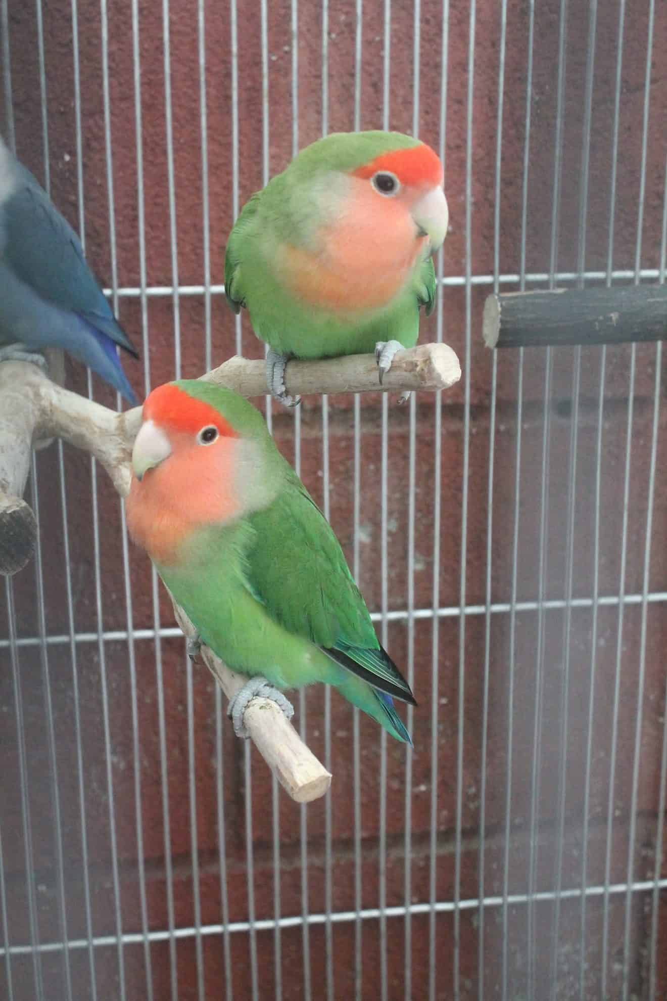 Love Bird Huggies main image 1