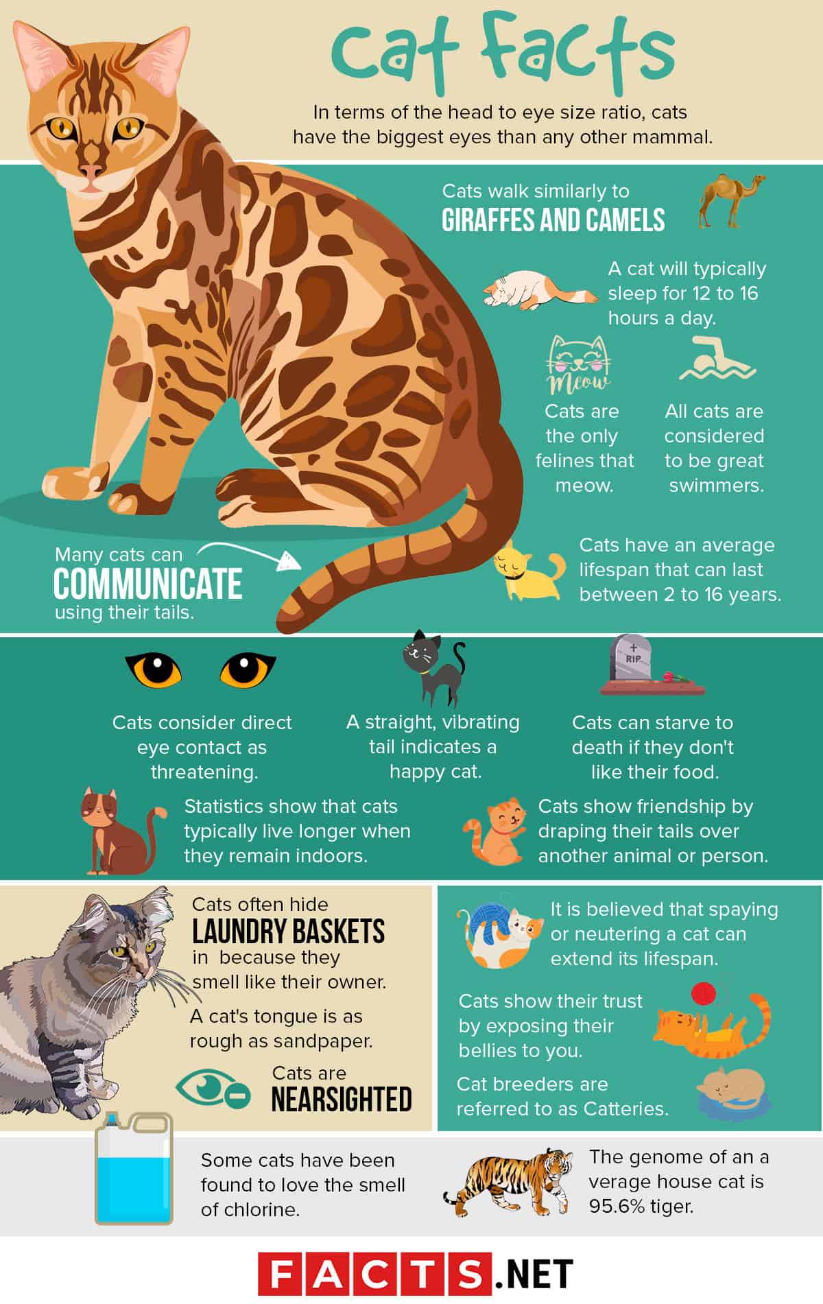 Cat Facts Cat Facts Fun Facts About Cats Cat Infographic – NBKomputer