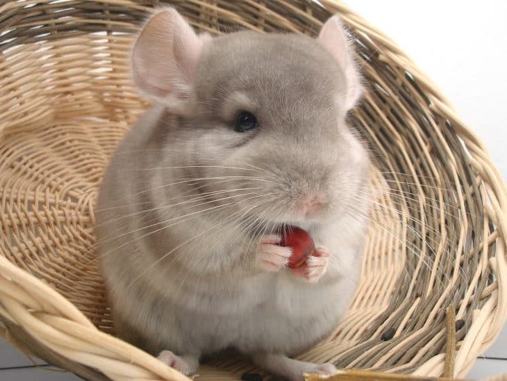 Chinchilla, Chinchilla Facts, Long-tailed Chinchilla, Cute Chinchilla, Pet Chinchilla