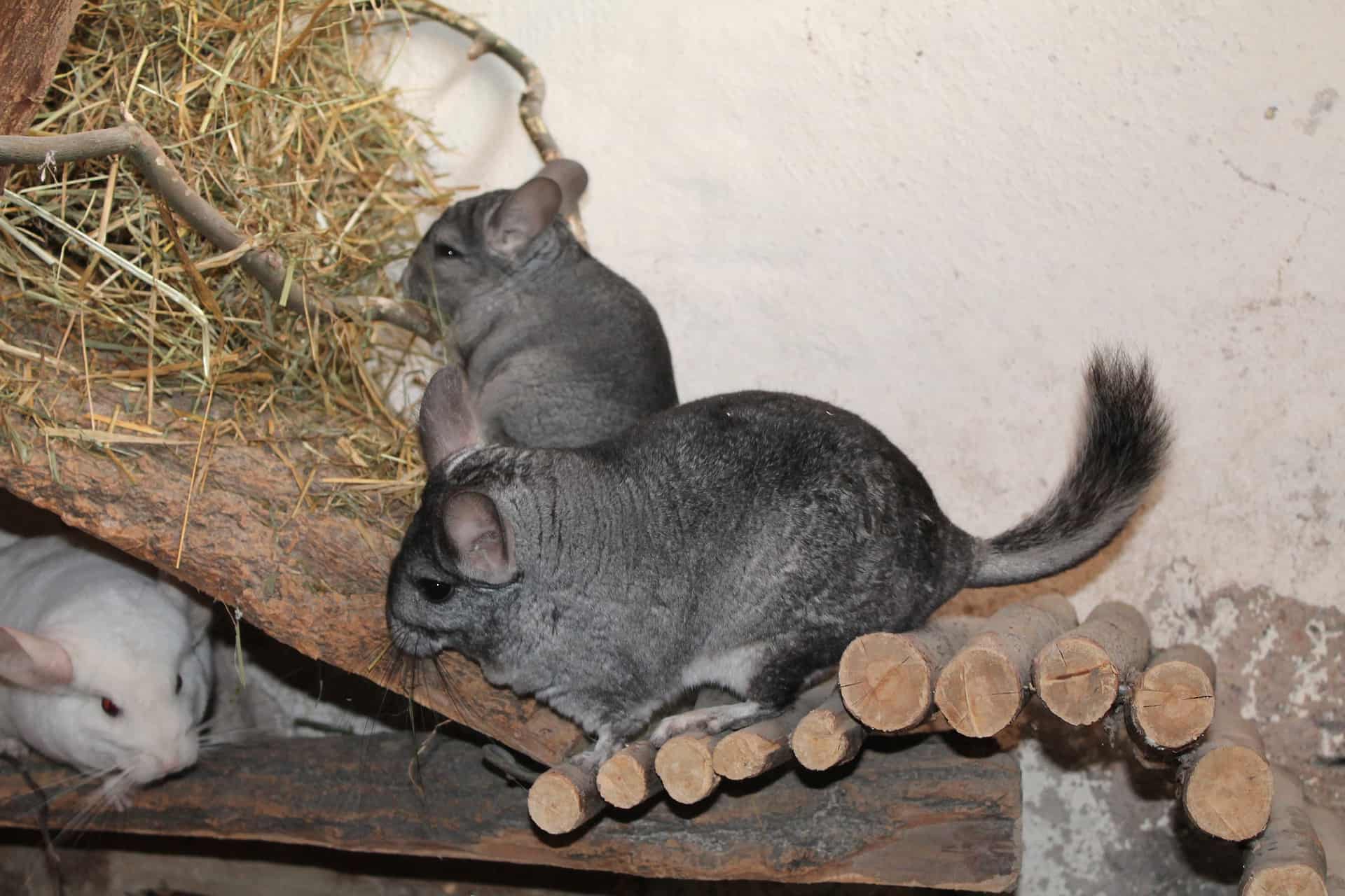 50 Charming Chinchilla Facts That You Have To Know