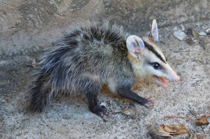 50 Opossum Facts That Are Too Awesome To Miss