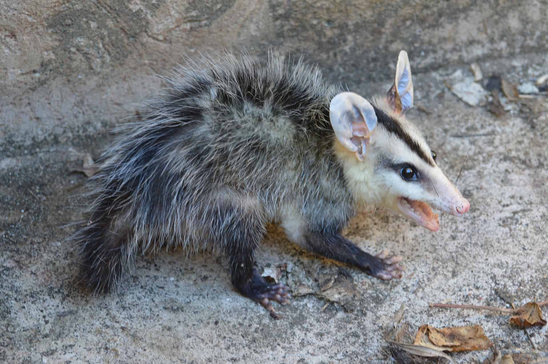 50 Opossum Facts That Are Too Awesome To Miss