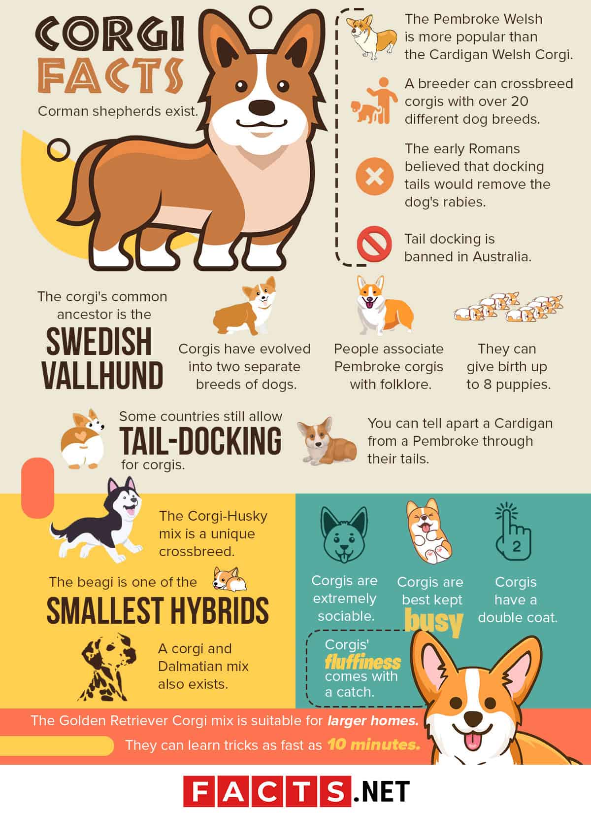 Corgi store breed information