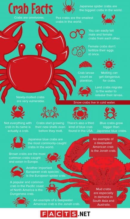 50 Surprising Crab Facts That You Never Knew About