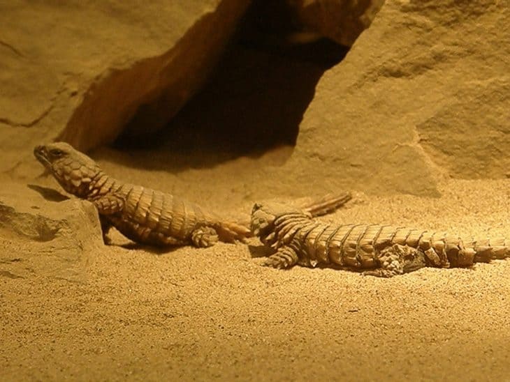 Armadillo Lizard, Armadillo Lizards