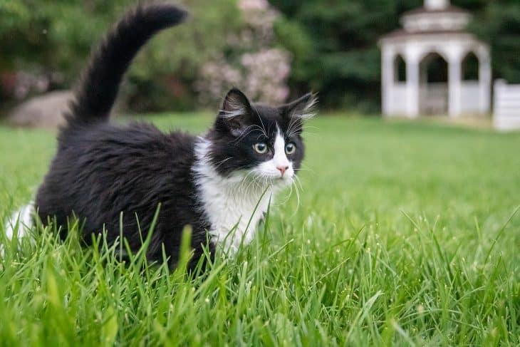 Tuxedo Cat, Tuxedo Cat in the Grass