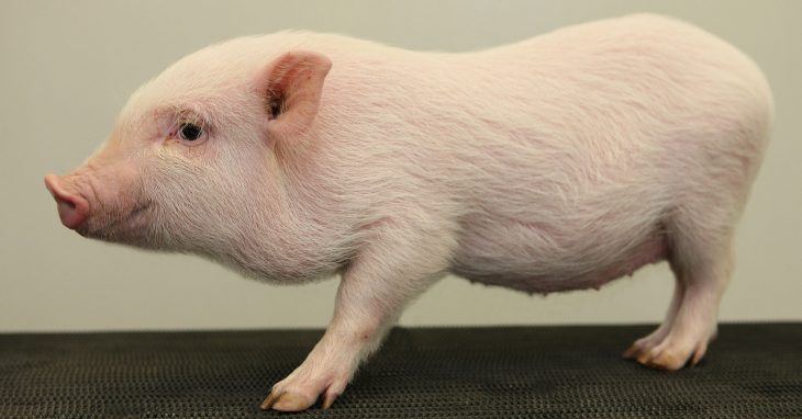 Micro Teacup Pigs