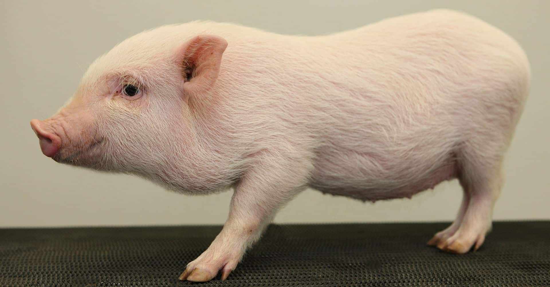 30-shocking-teacup-pig-facts-that-you-should-know-about
