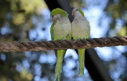 30 Facts About Love Birds That You Never Knew About