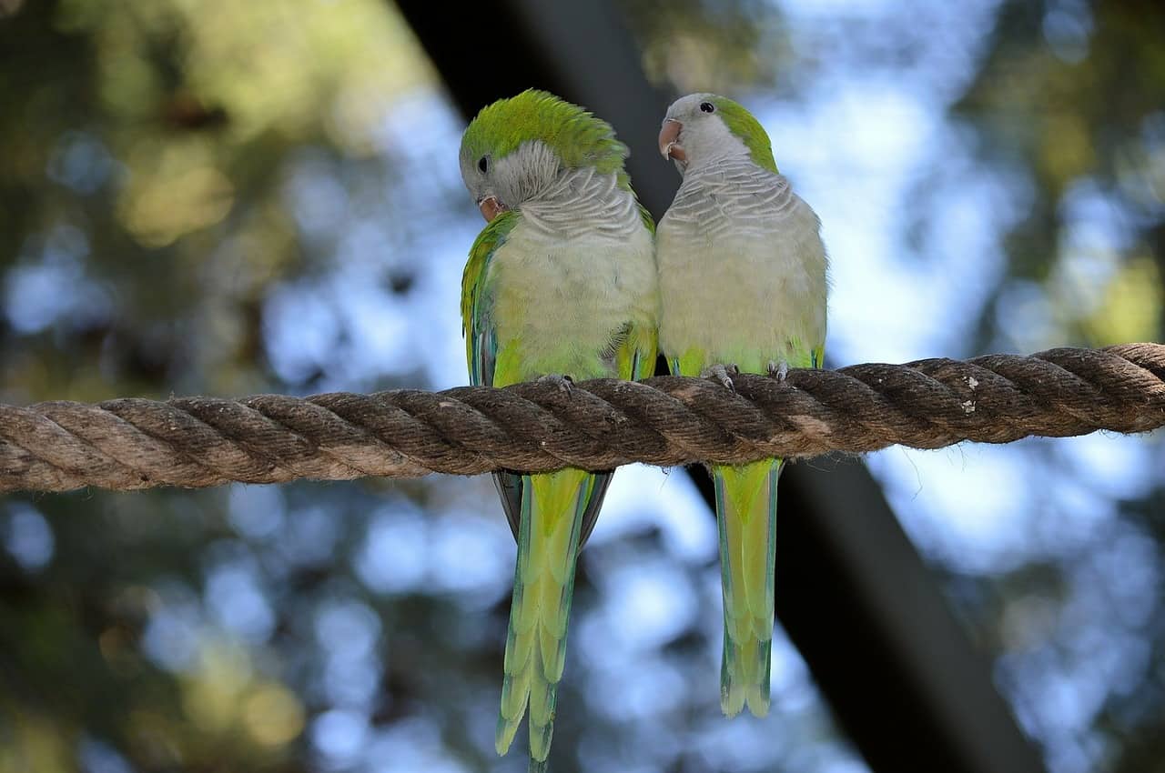 Love Birds Parakeets