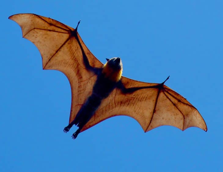 Flying Fox, Fruit Bat, Giant Golden-Crowned Flying Fox Facts, Largest Bat In The World