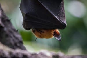 40 Giant Golden-Crowned Flying Fox Facts About The World's Largest Bat