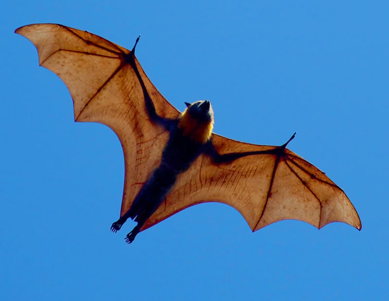 The Biggest Bat In The World: The giant golden-crowned flying fox ...