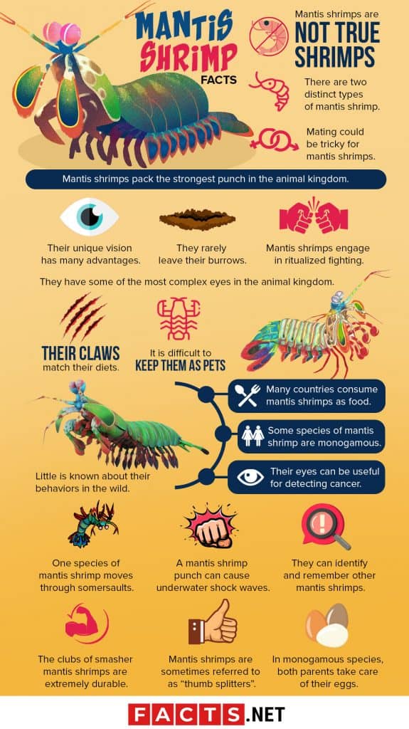 40 Mantis Shrimp Facts That Will Strike You With Awe