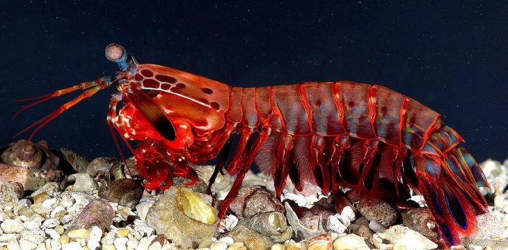 Mantis Shrimp, Stomatopod, Stomatopoda, Mantis Shrimp Facts