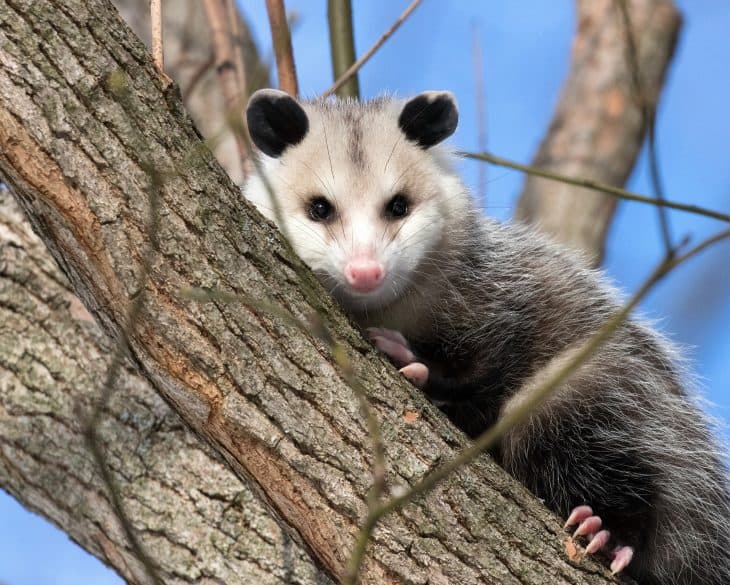 Opossum Facts, Opossum, Opossum Climbing, Virginia Opossum