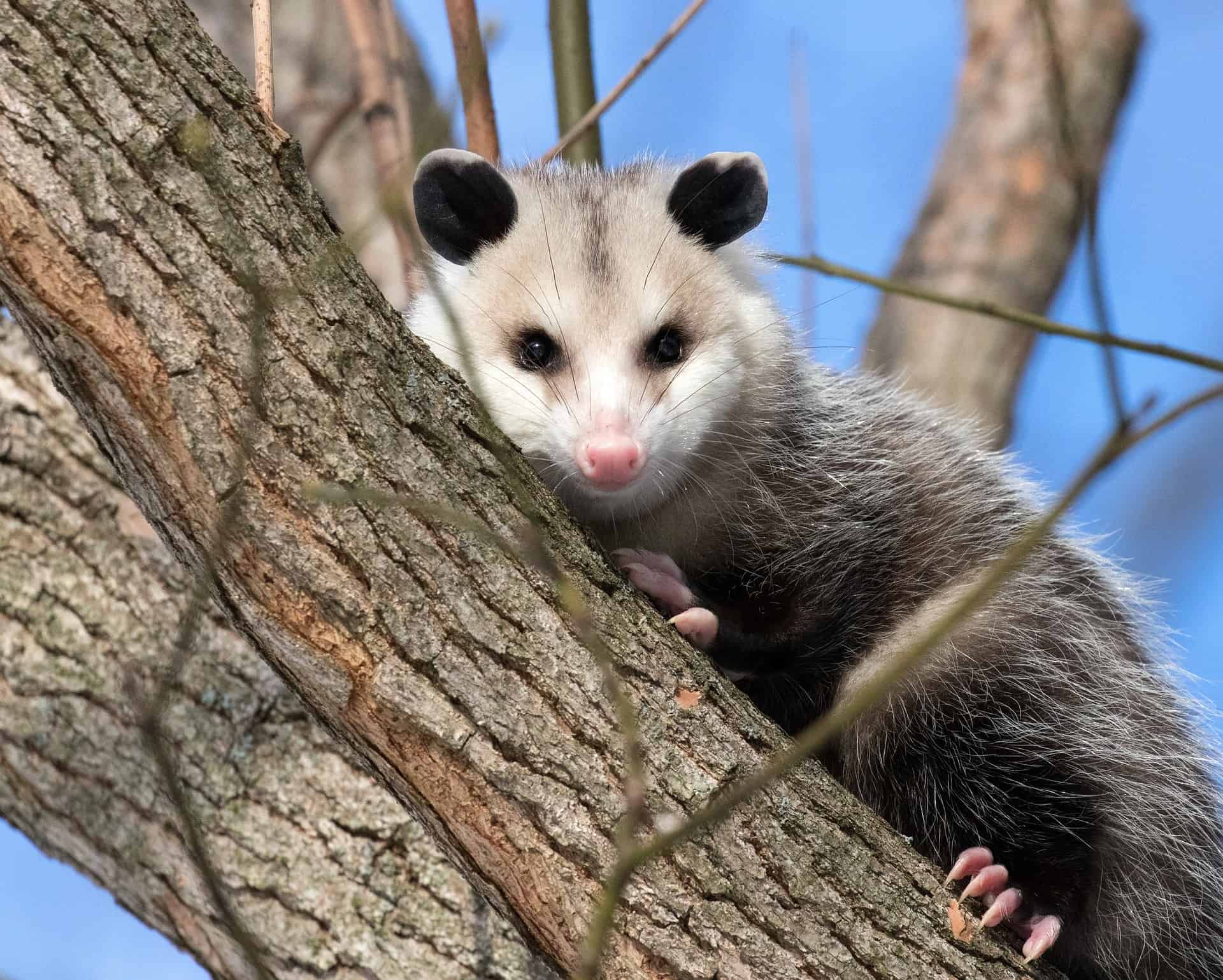 What Animal Hunts Opossums