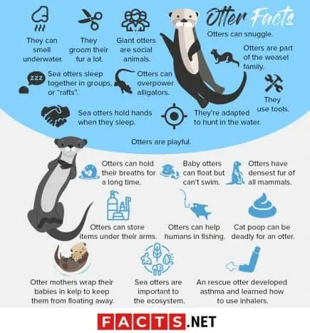 50 Irresistible Otter Facts That You Never Knew About - Facts.net