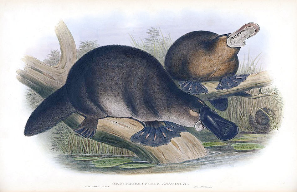 plural of platypus