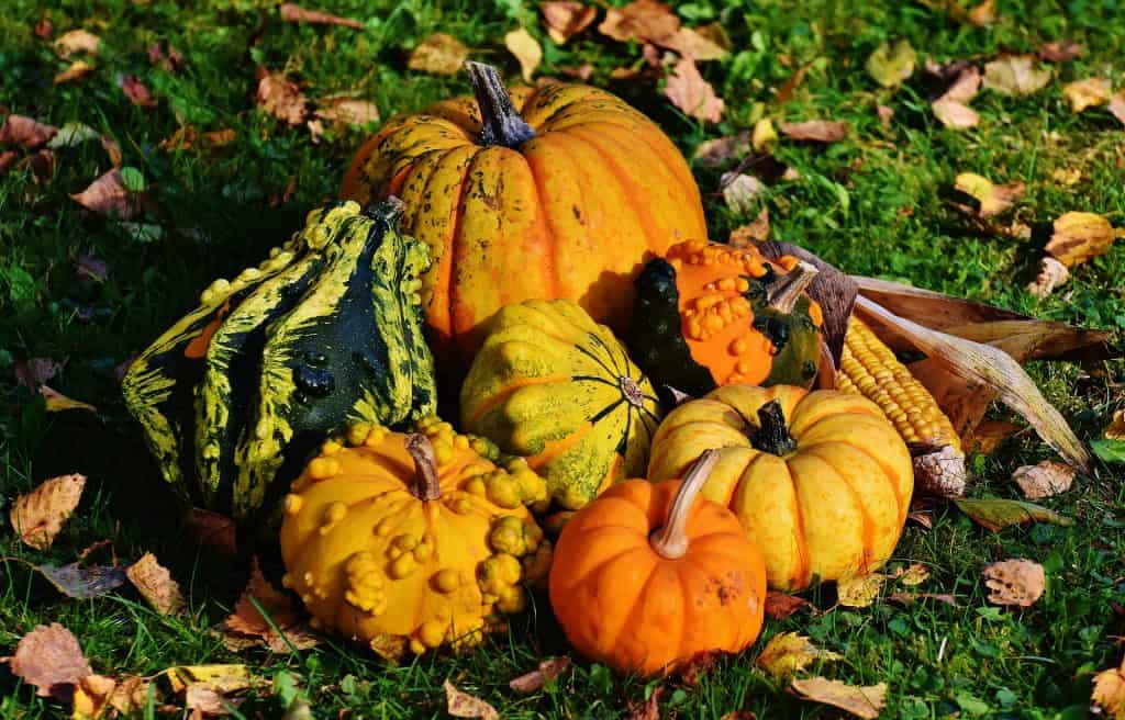 50 Interesting Pumpkin Facts That Will Pump You Up
