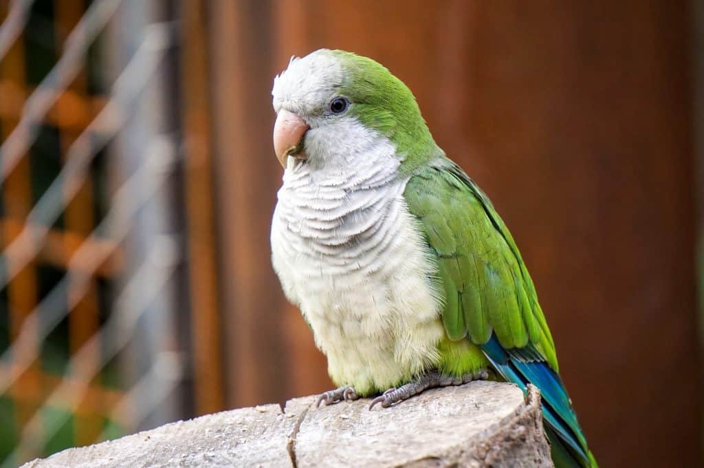 30 Quirky Facts About The Quaker Parrot - Facts.net